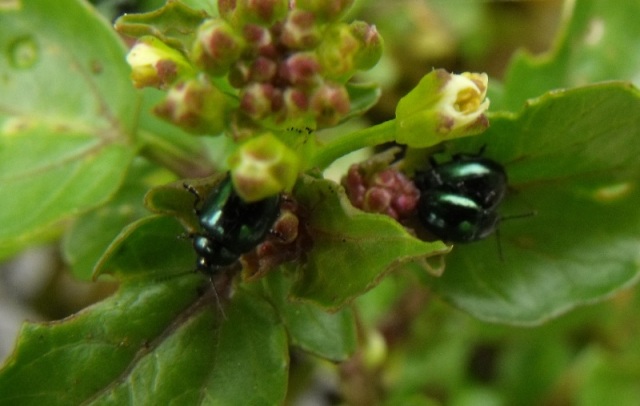 Altri coleotterini da ID: Phaedon cochleariae